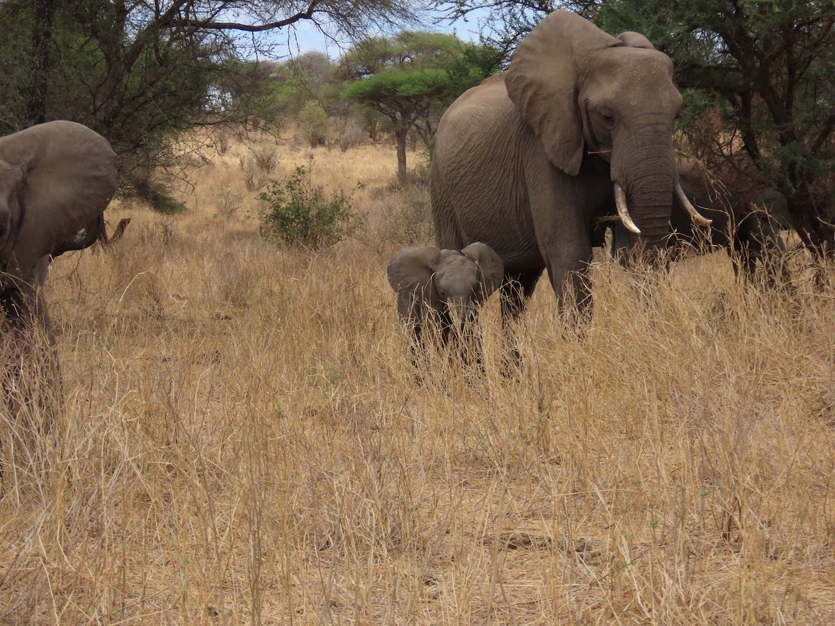 Animals - ML646369399