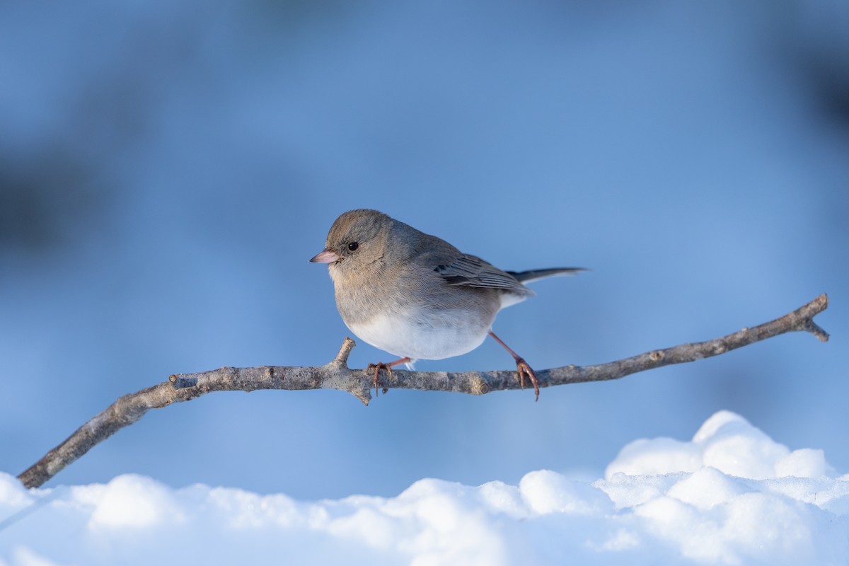 Dark-eyed Junco - ML646369400