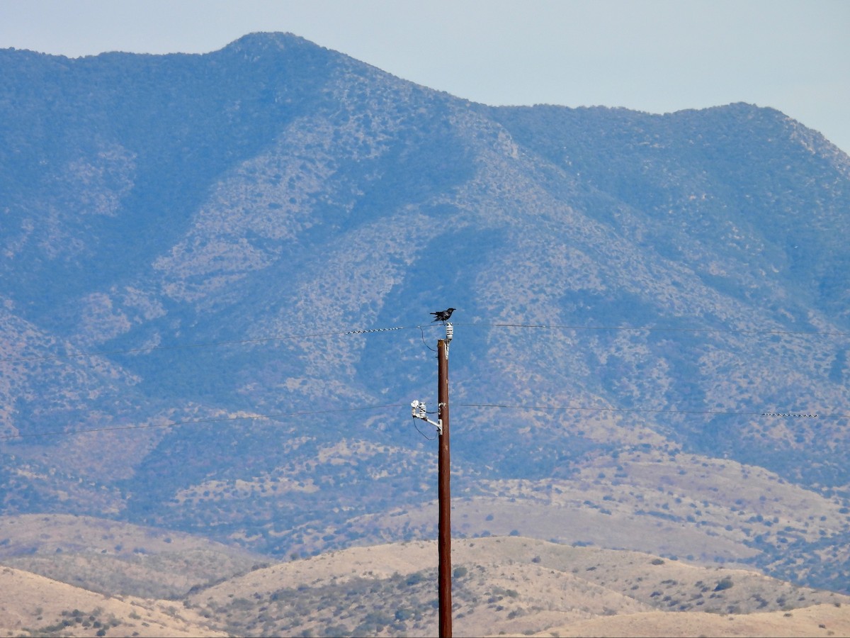 Chihuahuan Raven - ML646369401