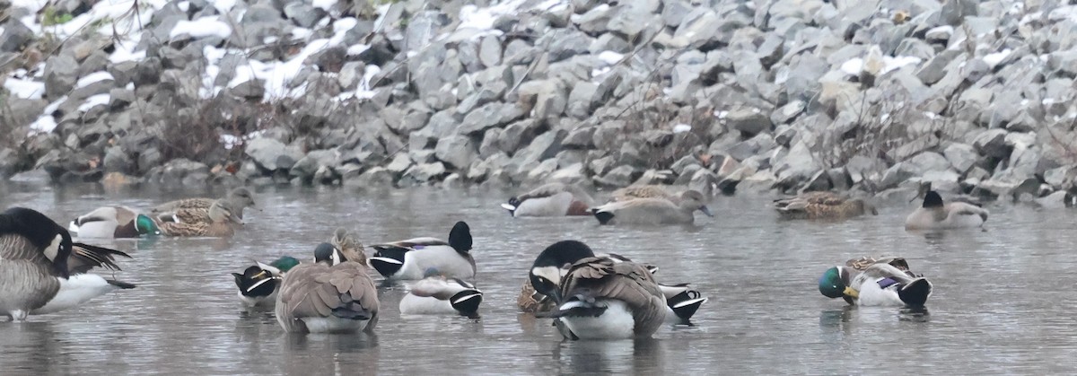 オカヨシガモ - ML646369404