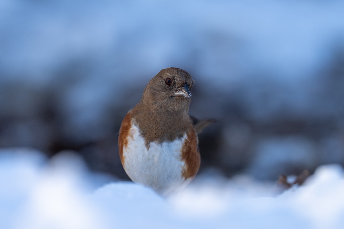 Eastern Towhee - ML646369412
