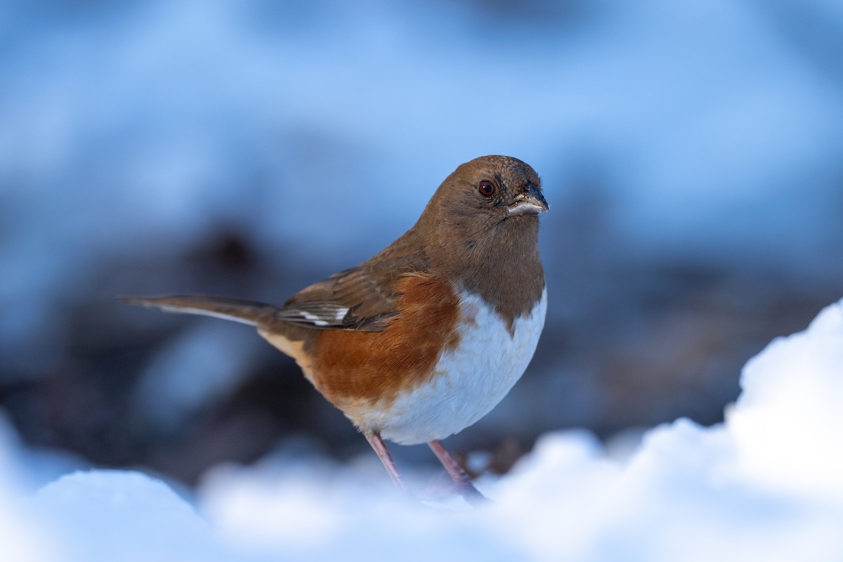 Eastern Towhee - ML646369413