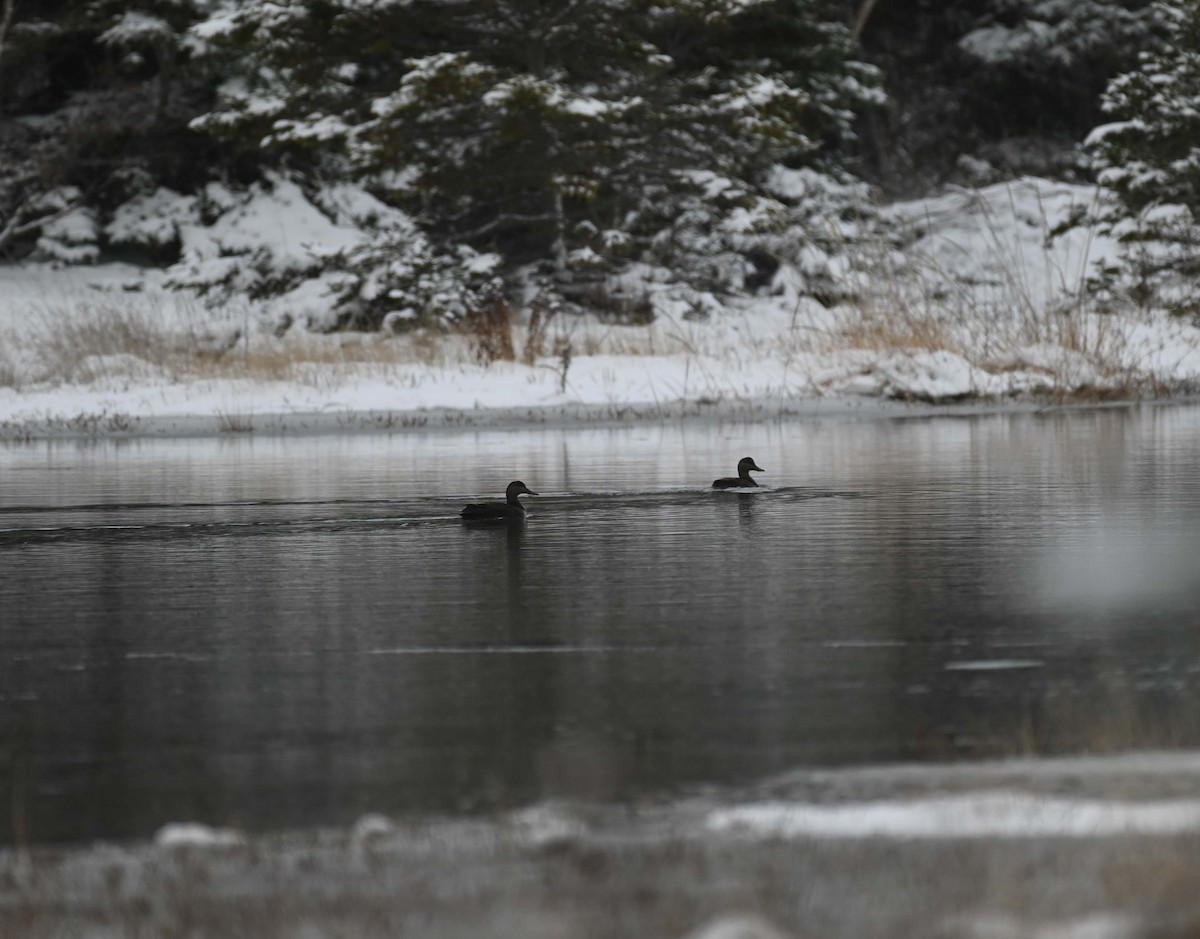 American Black Duck - ML646369414
