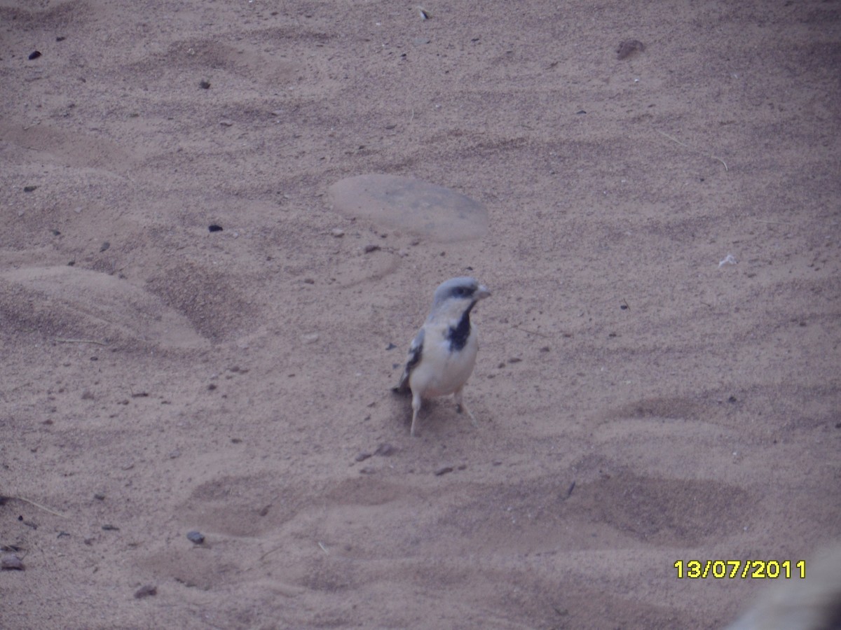 vrabec pouštní - ML646369419