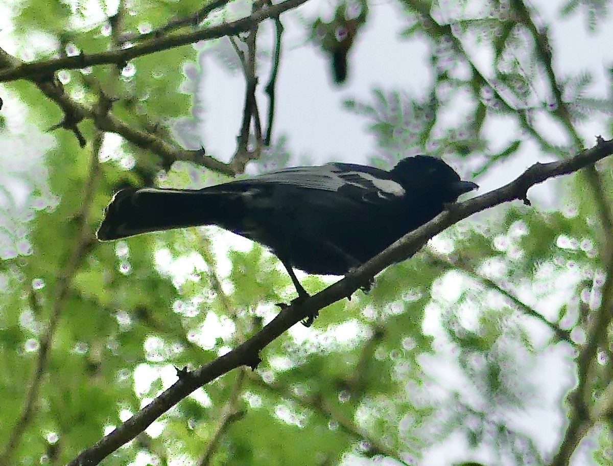 Southern Black-Tit - ML646369420