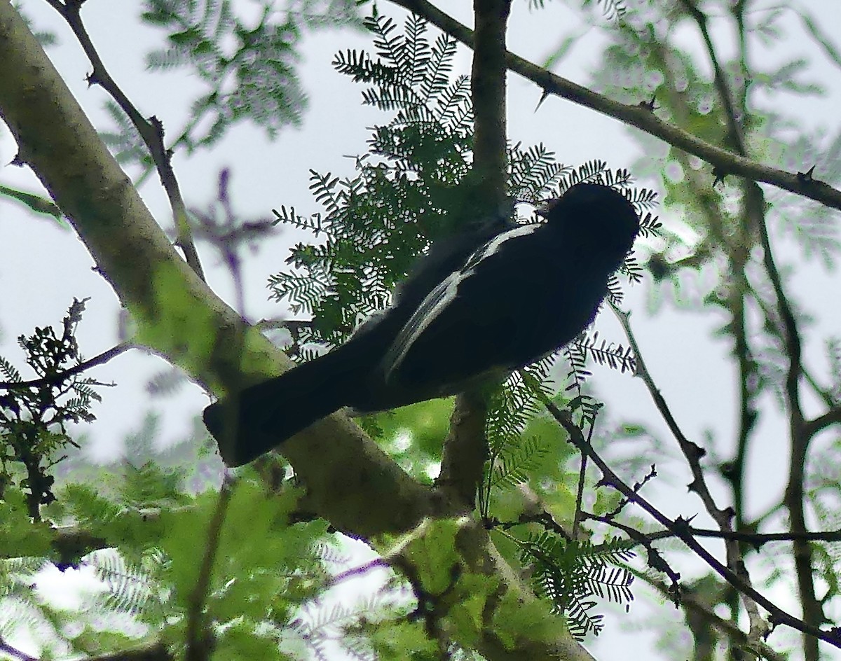 Southern Black-Tit - ML646369421