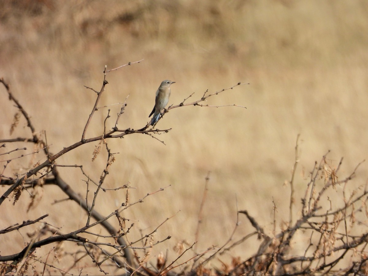 Mountain Bluebird - ML646369422