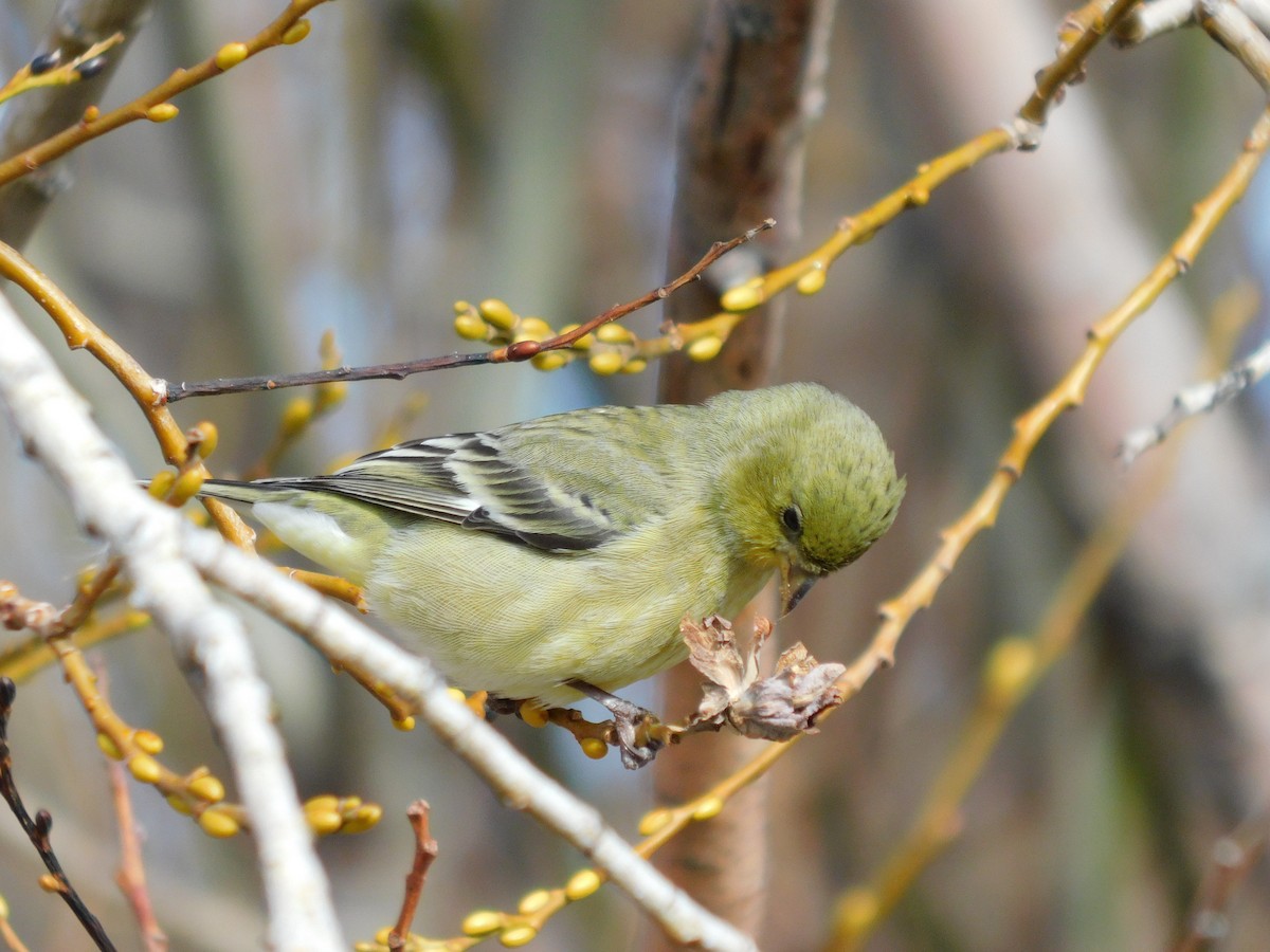 Lesser Goldfinch - ML646369423