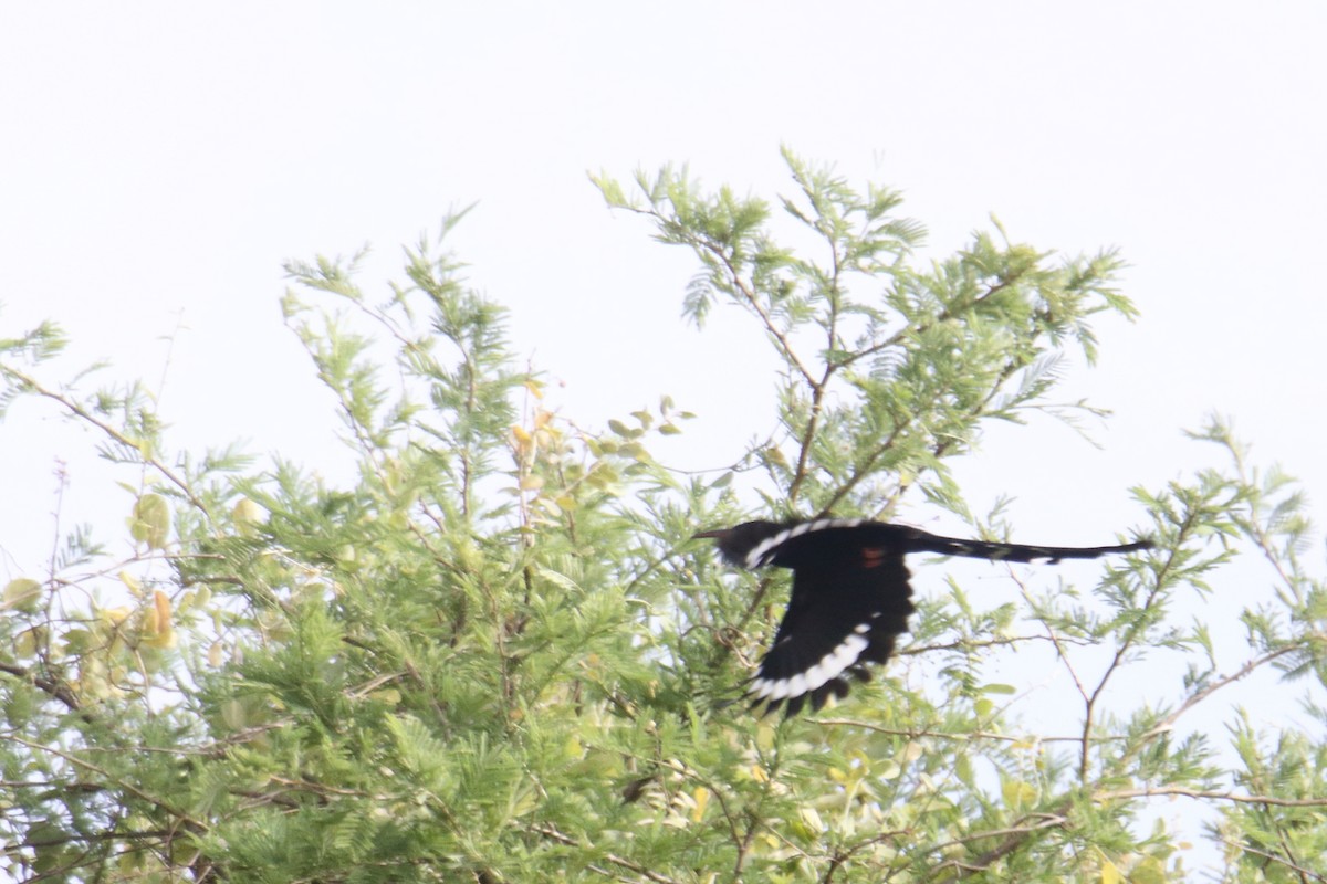 grønnkakelar - ML646369425