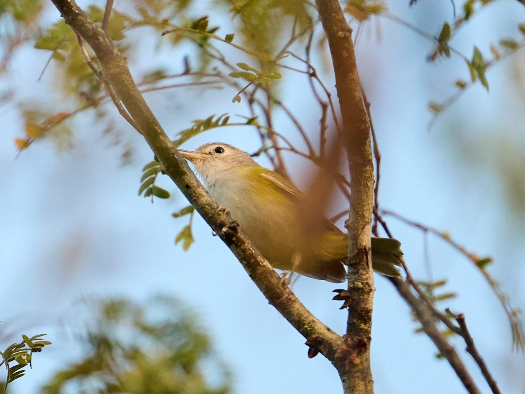 kortstjertvireo - ML646369426