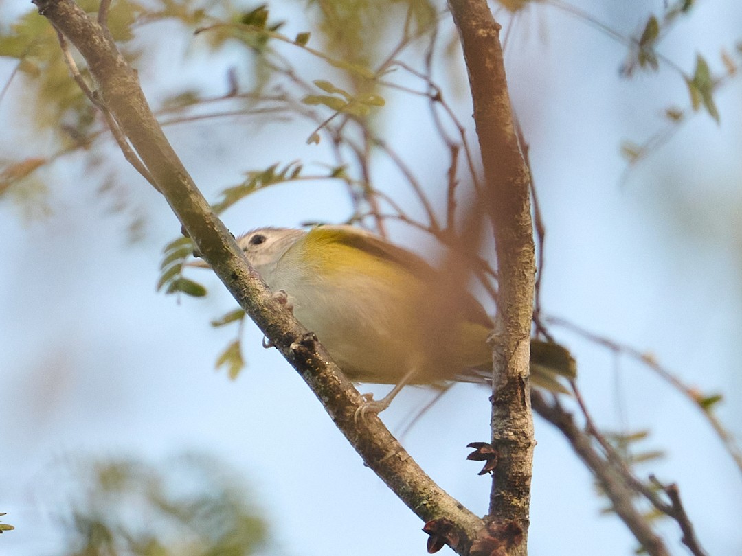 kortstjertvireo - ML646369427