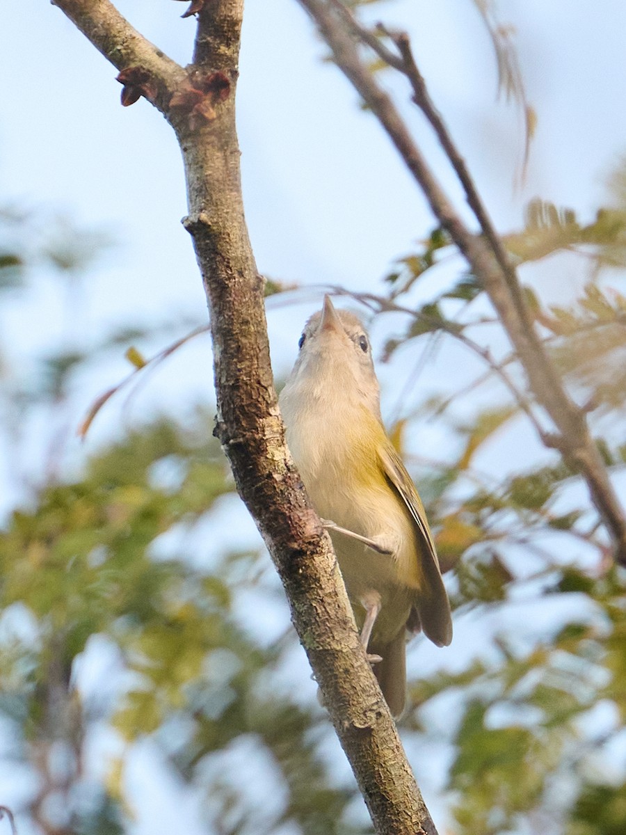 kortstjertvireo - ML646369428