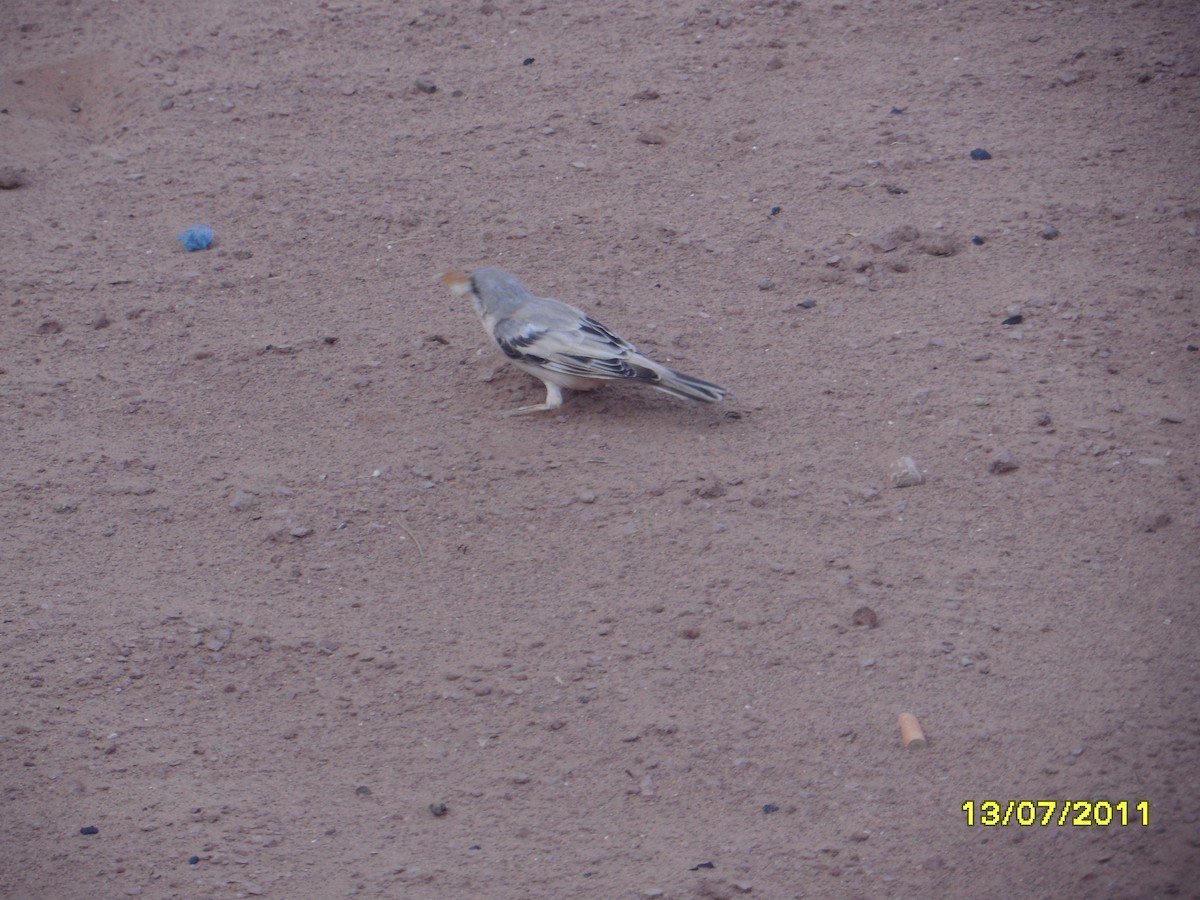 vrabec pouštní - ML646369430