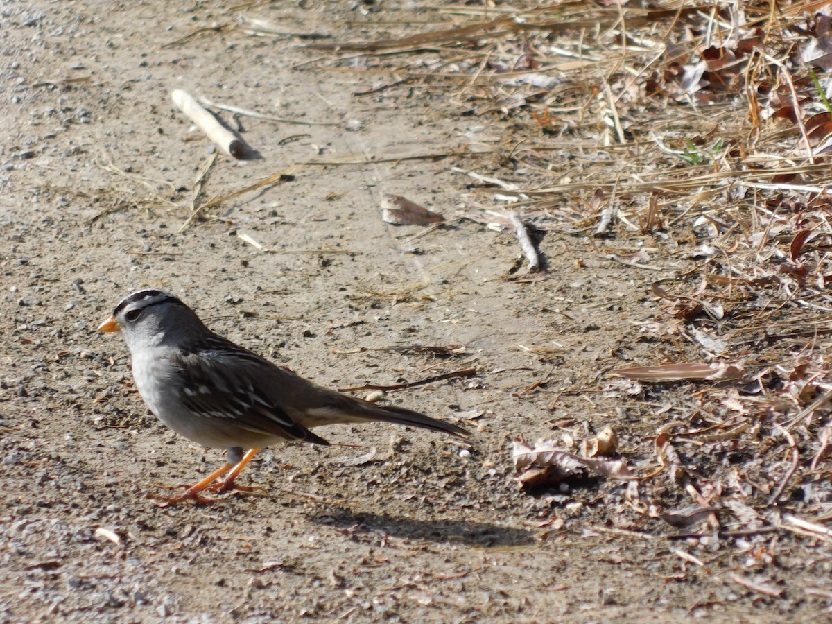 White-crowned Sparrow - ML646369431