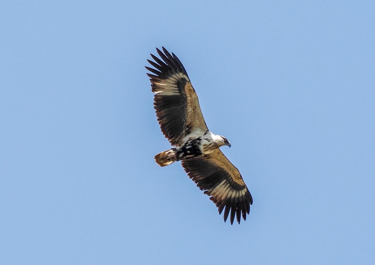 African Fish-Eagle - ML646369438