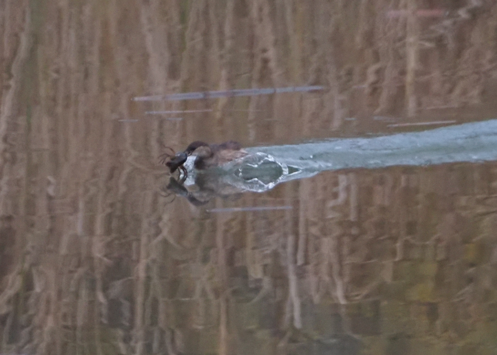 Little Grebe - ML646369440