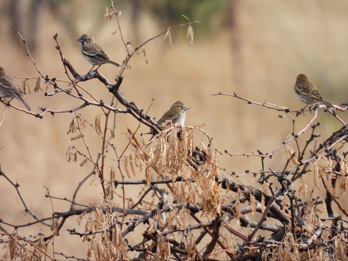 Lark Bunting - ML646369442
