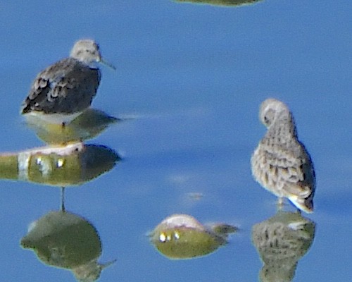 Least Sandpiper - ML646369448