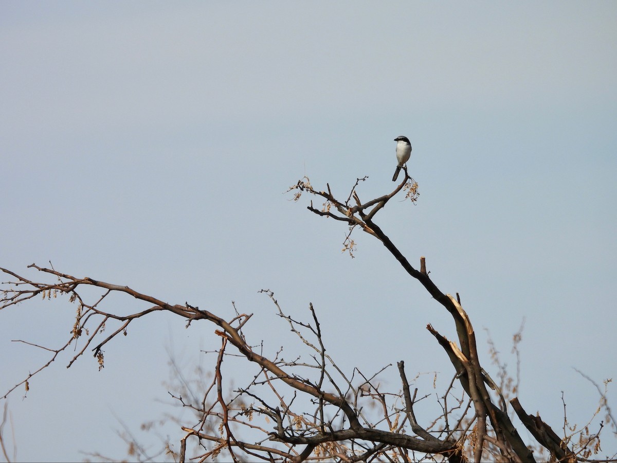 Loggerhead Shrike - ML646369449
