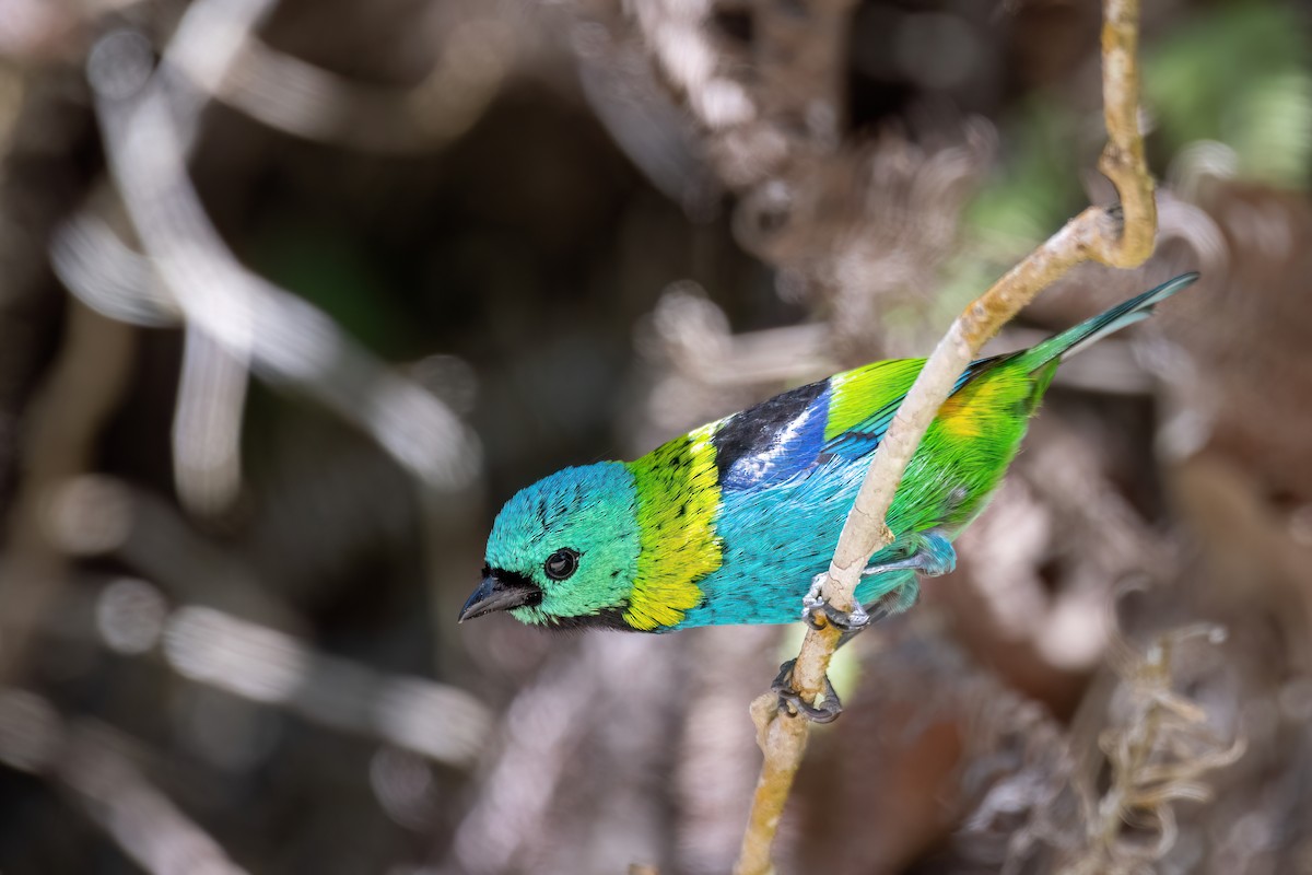 Green-headed Tanager - ML646369450