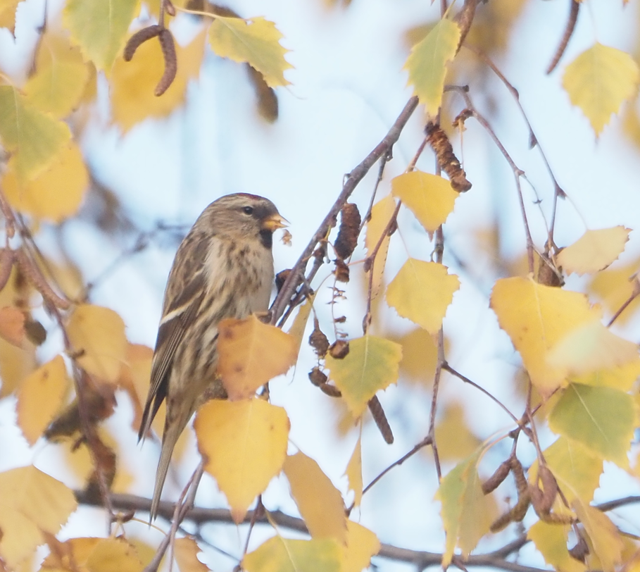 Redpoll (Lesser) - ML646369451