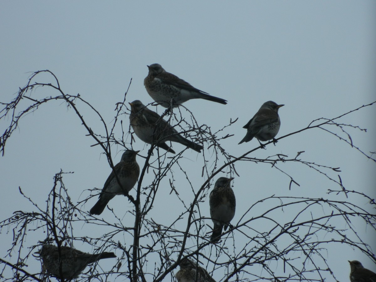 Fieldfare - ML646369452