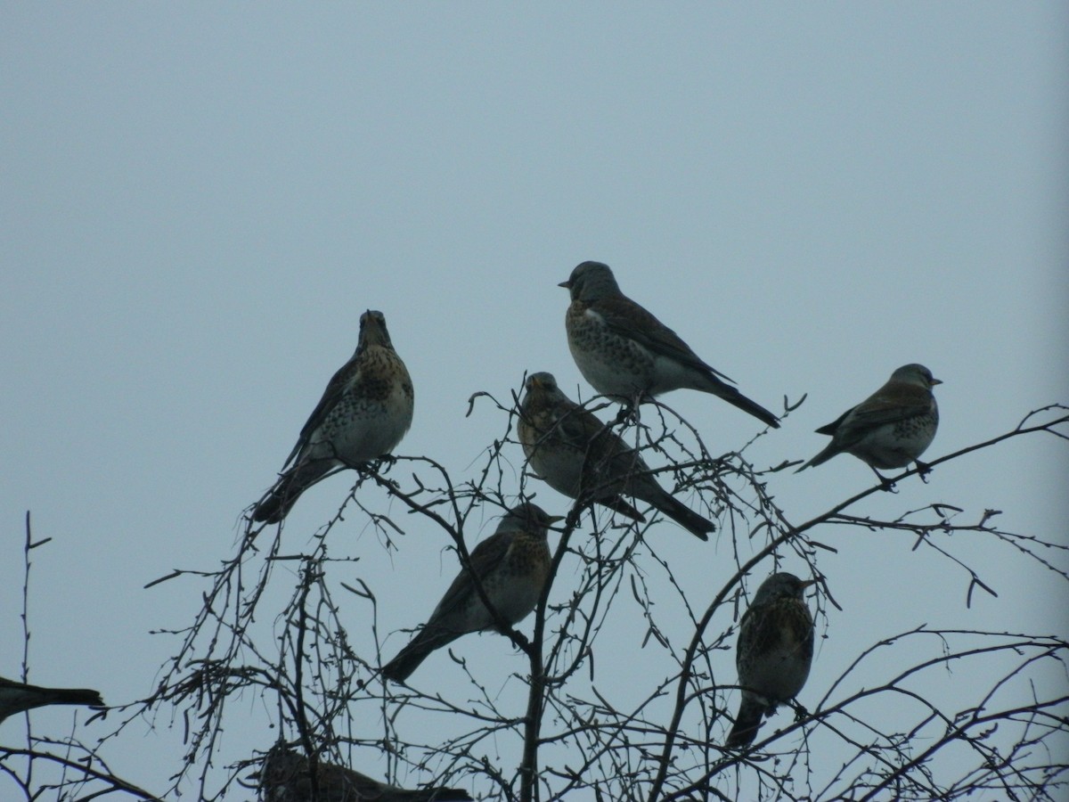 Fieldfare - ML646369453