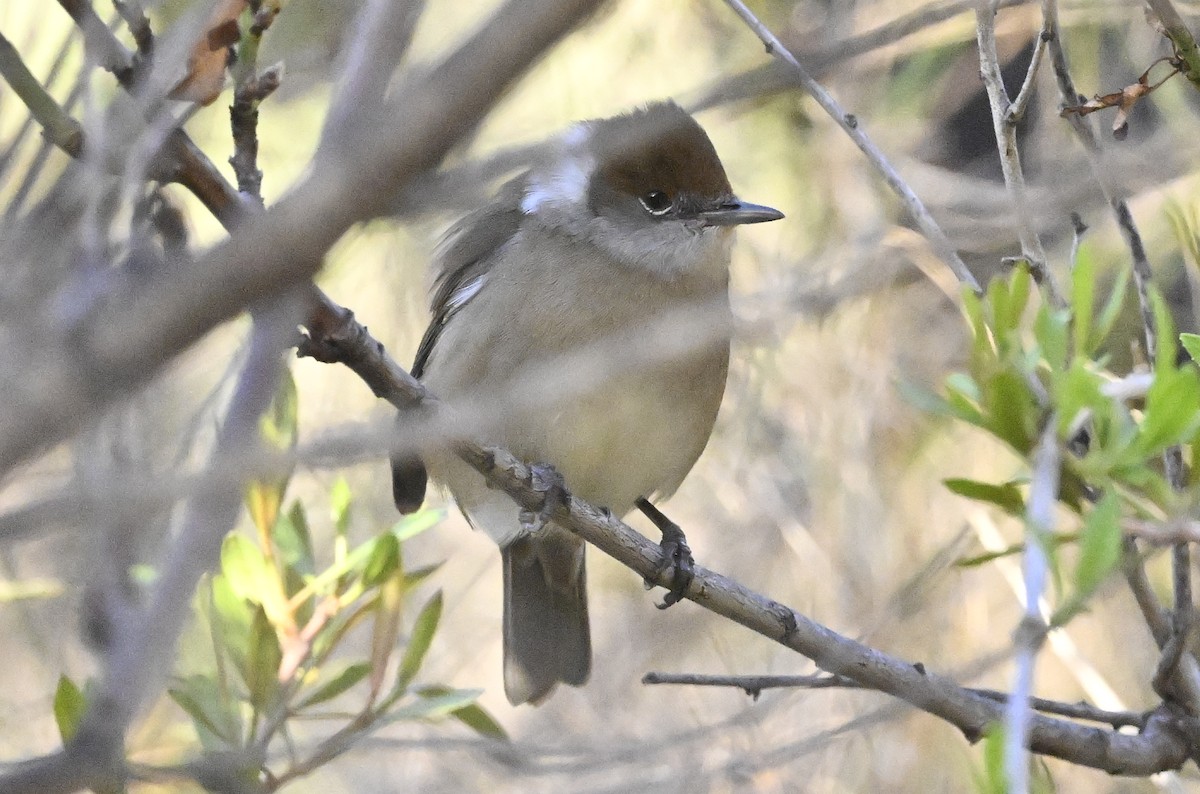 pěnice černohlavá - ML646369454