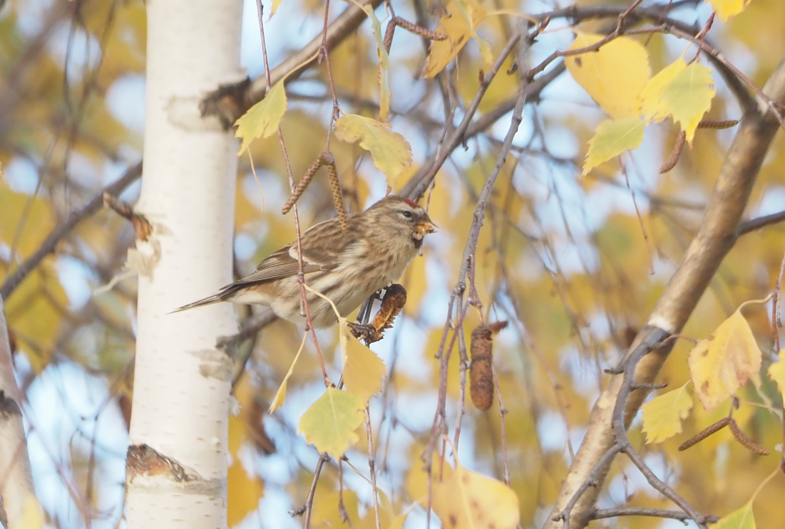 Redpoll (Lesser) - ML646369456