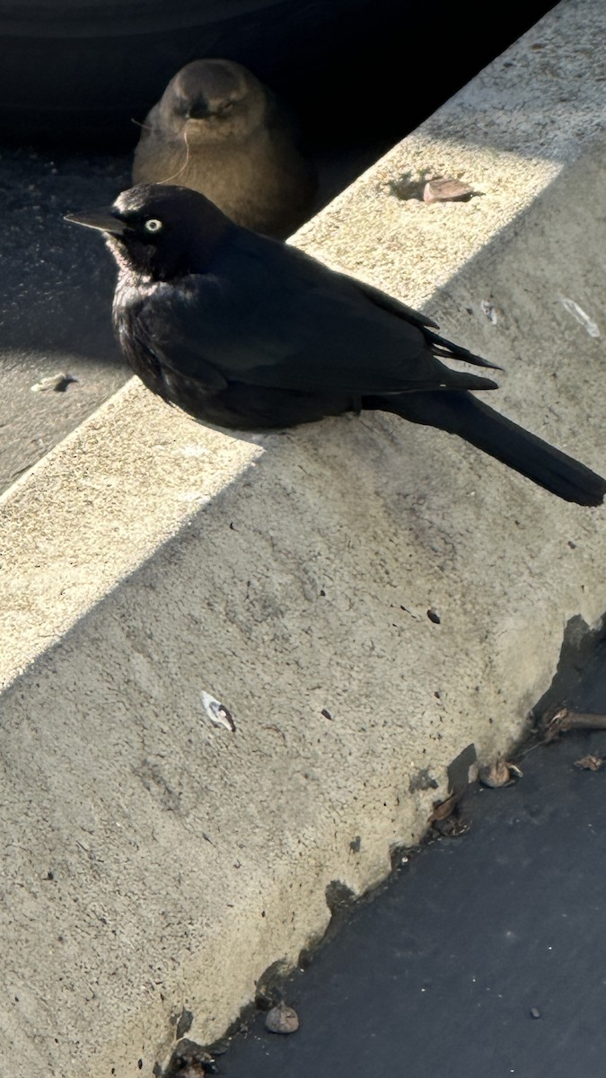 Brewer's Blackbird - ML646369457