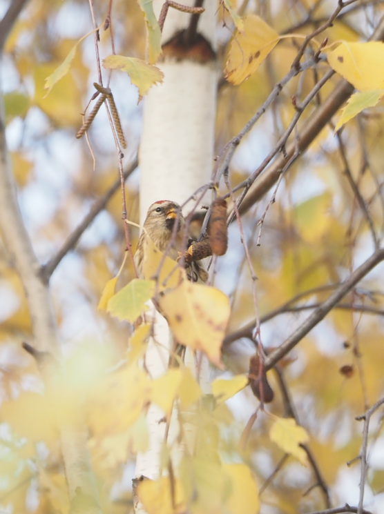 Redpoll (Lesser) - ML646369459