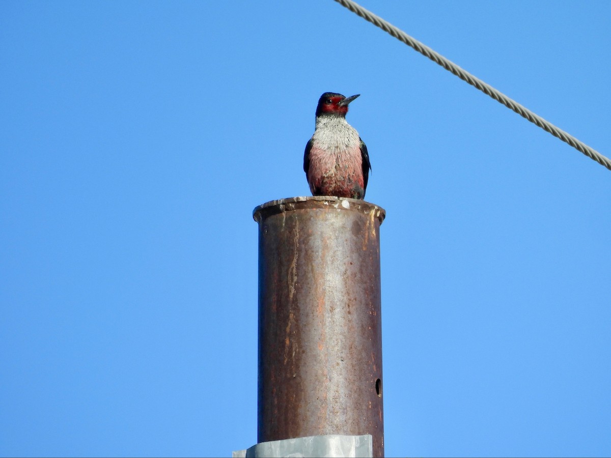 Lewis's Woodpecker - ML646369463