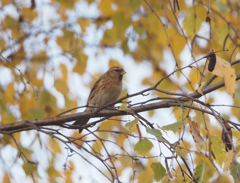 Redpoll (Lesser) - ML646369465
