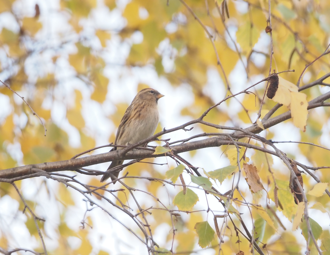 Redpoll (Lesser) - ML646369466