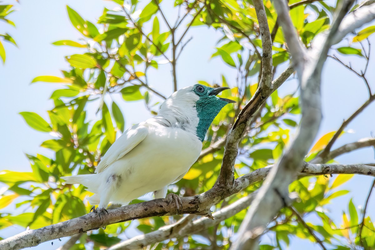 Bare-throated Bellbird - ML646369469
