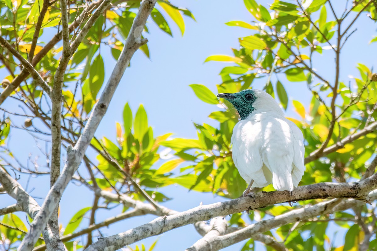 Bare-throated Bellbird - ML646369470