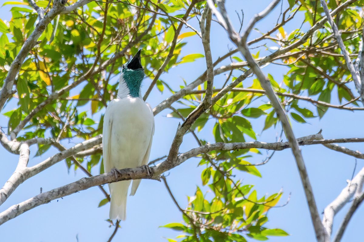 Bare-throated Bellbird - ML646369471