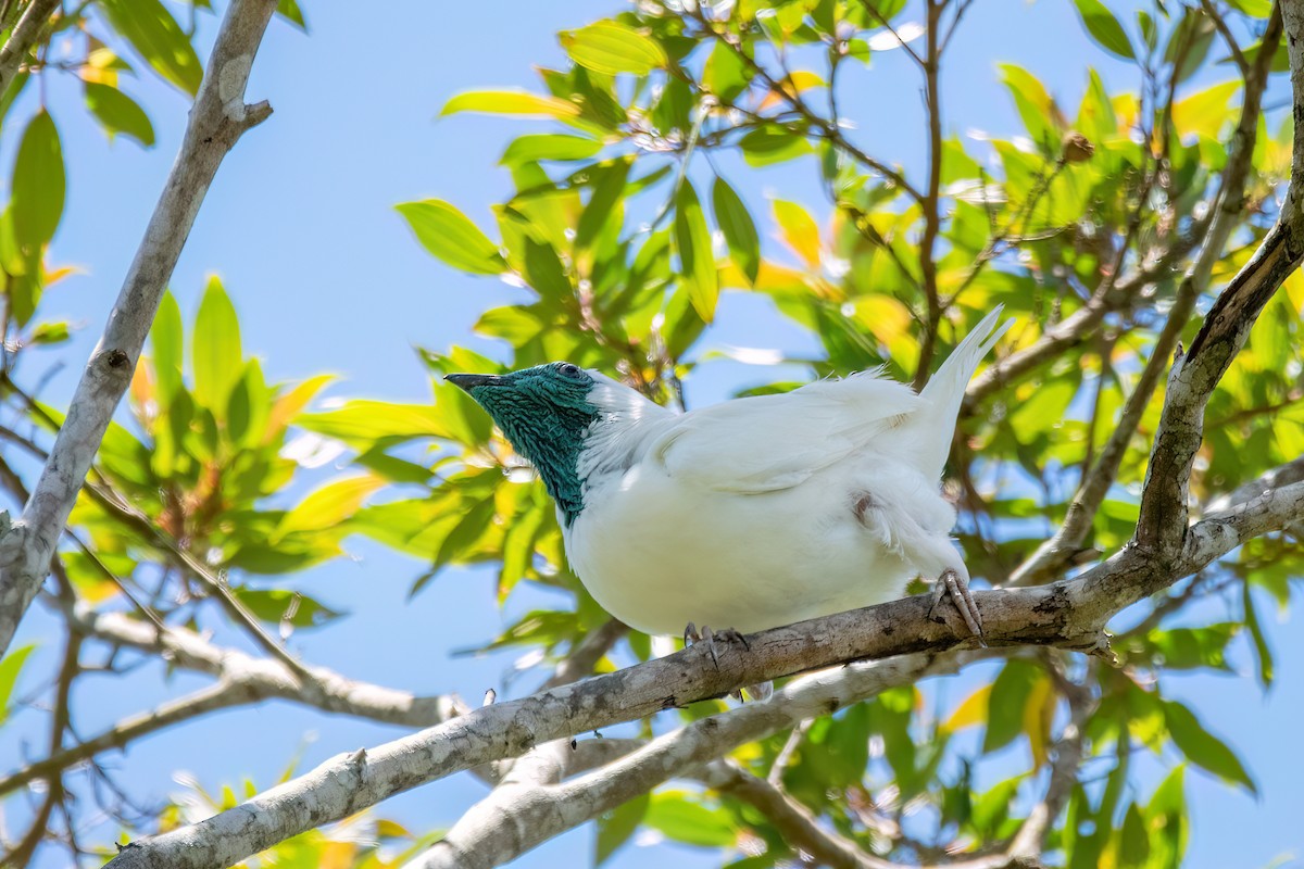 Bare-throated Bellbird - ML646369472