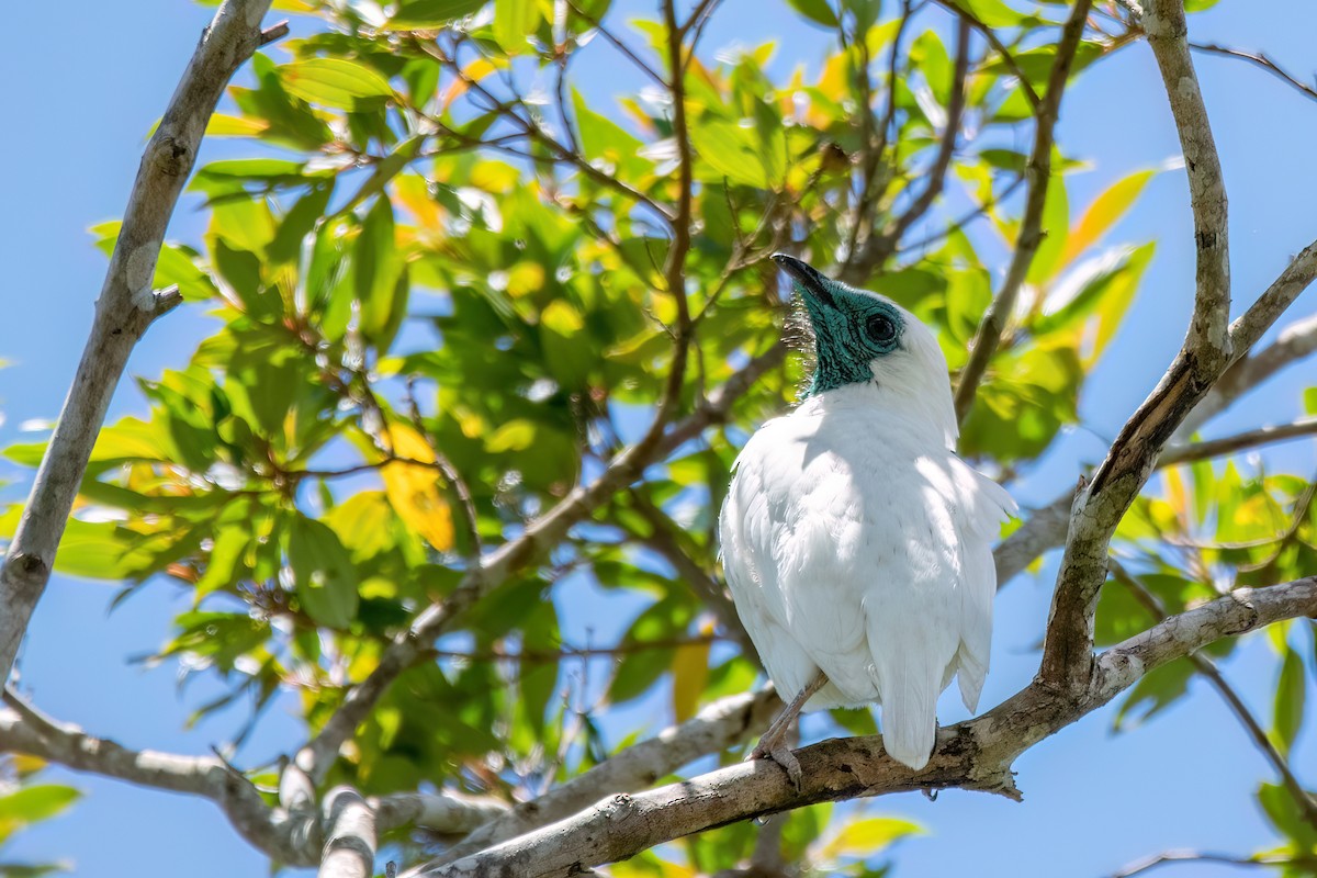 Bare-throated Bellbird - ML646369473