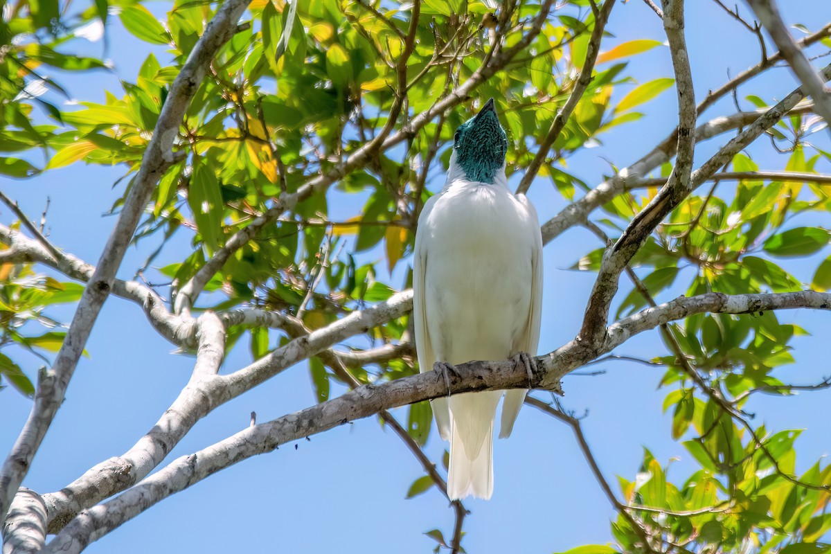 Bare-throated Bellbird - ML646369474