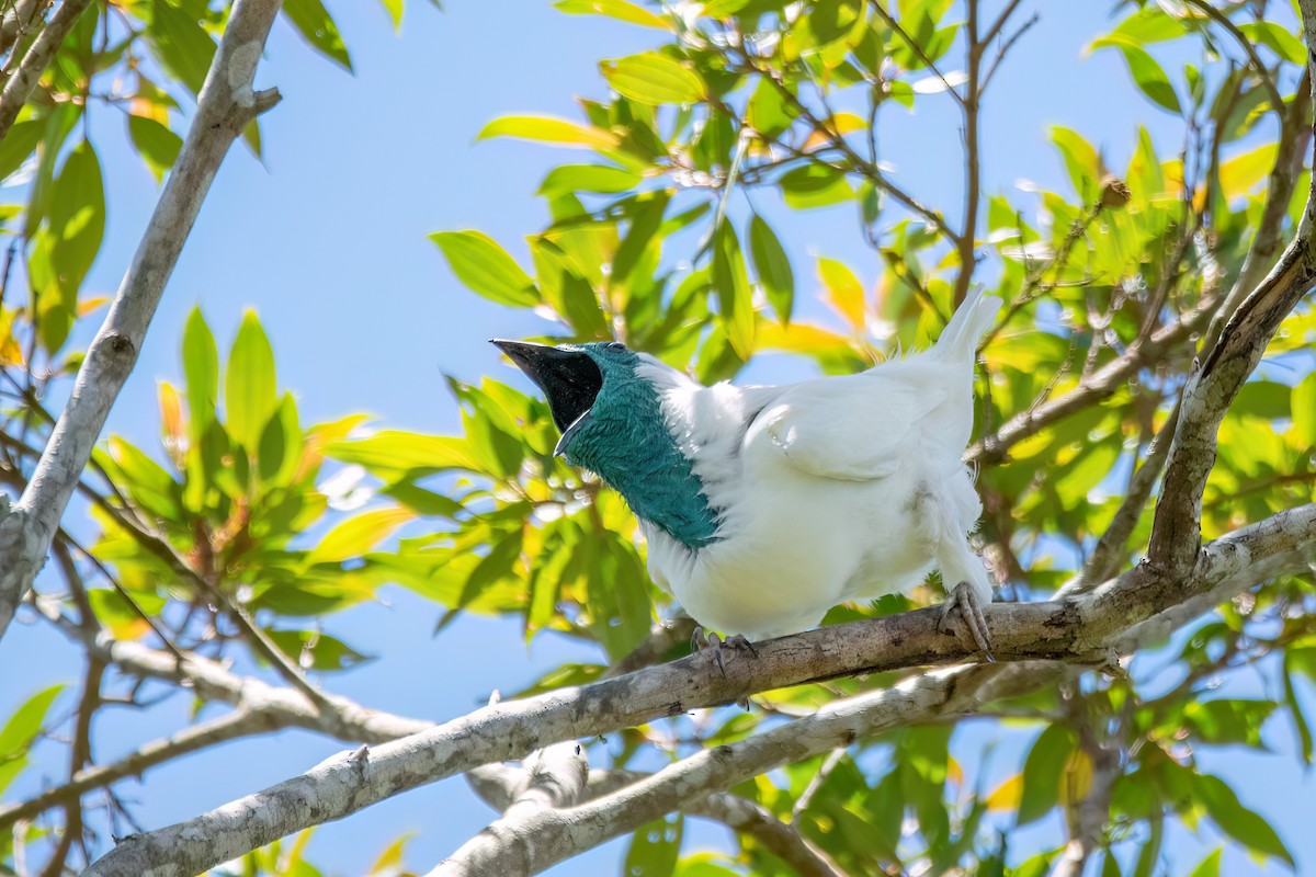 Bare-throated Bellbird - ML646369475