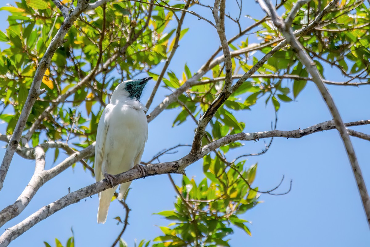Bare-throated Bellbird - ML646369476