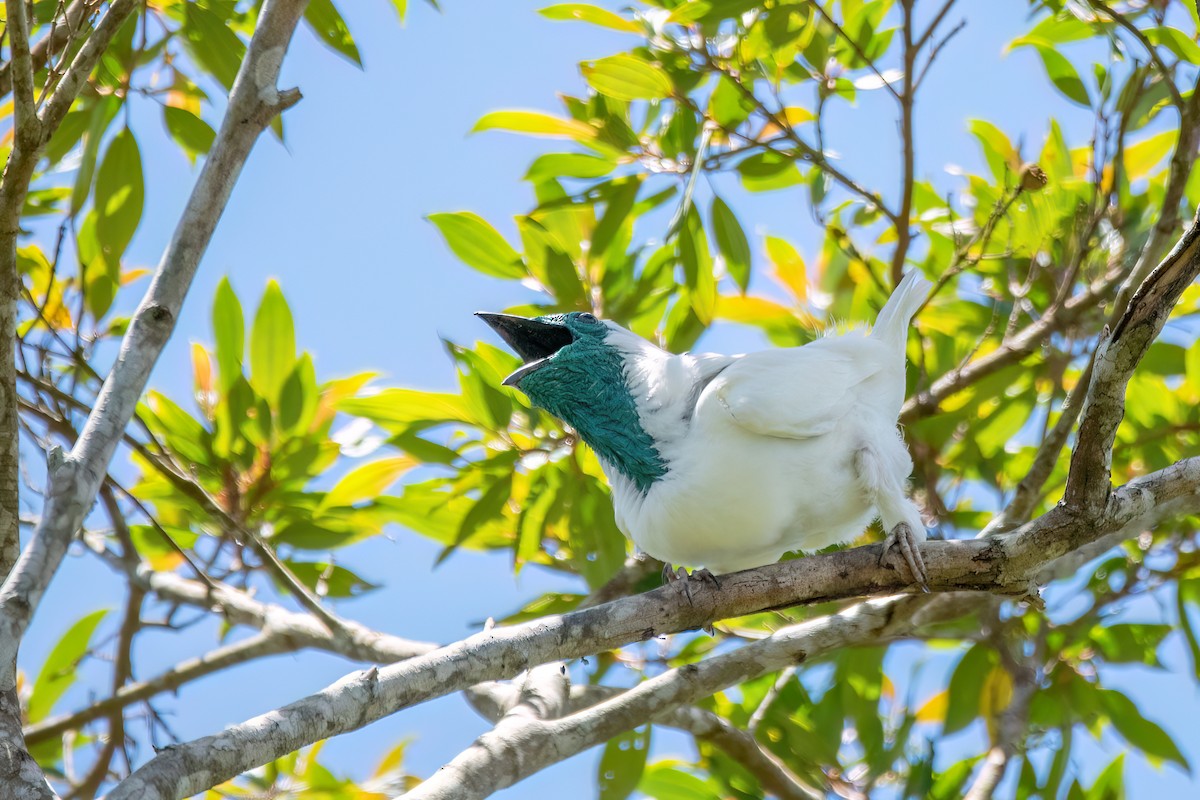 Bare-throated Bellbird - ML646369477