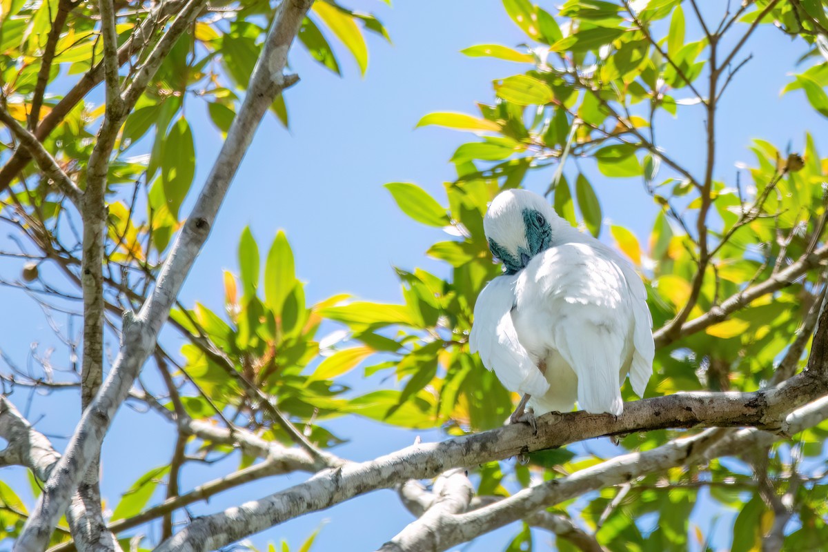 Bare-throated Bellbird - ML646369478