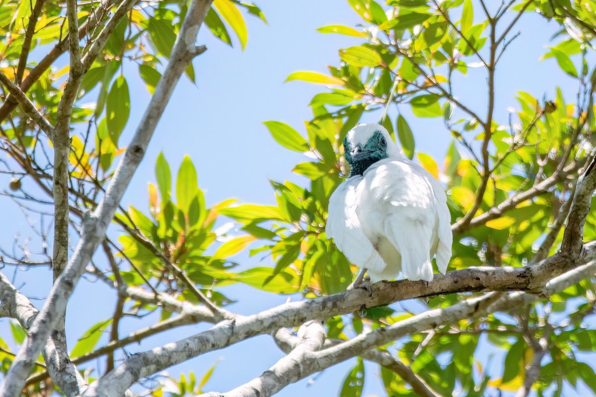 Bare-throated Bellbird - ML646369479