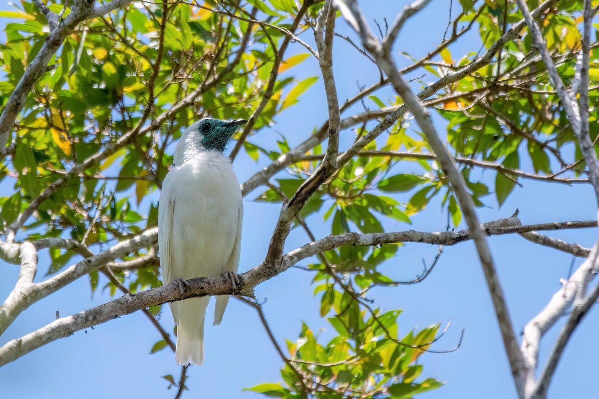 Bare-throated Bellbird - ML646369480