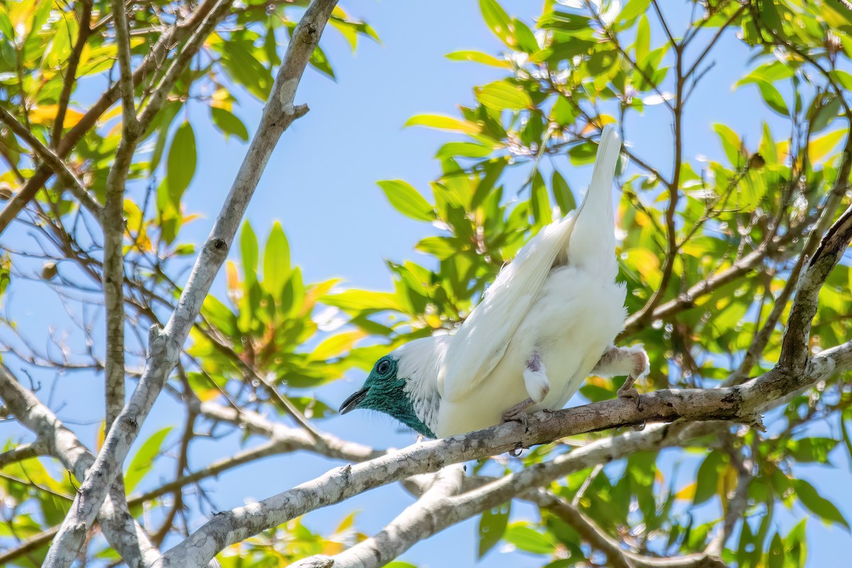 Bare-throated Bellbird - ML646369481