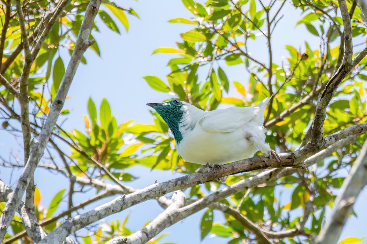 Bare-throated Bellbird - ML646369483