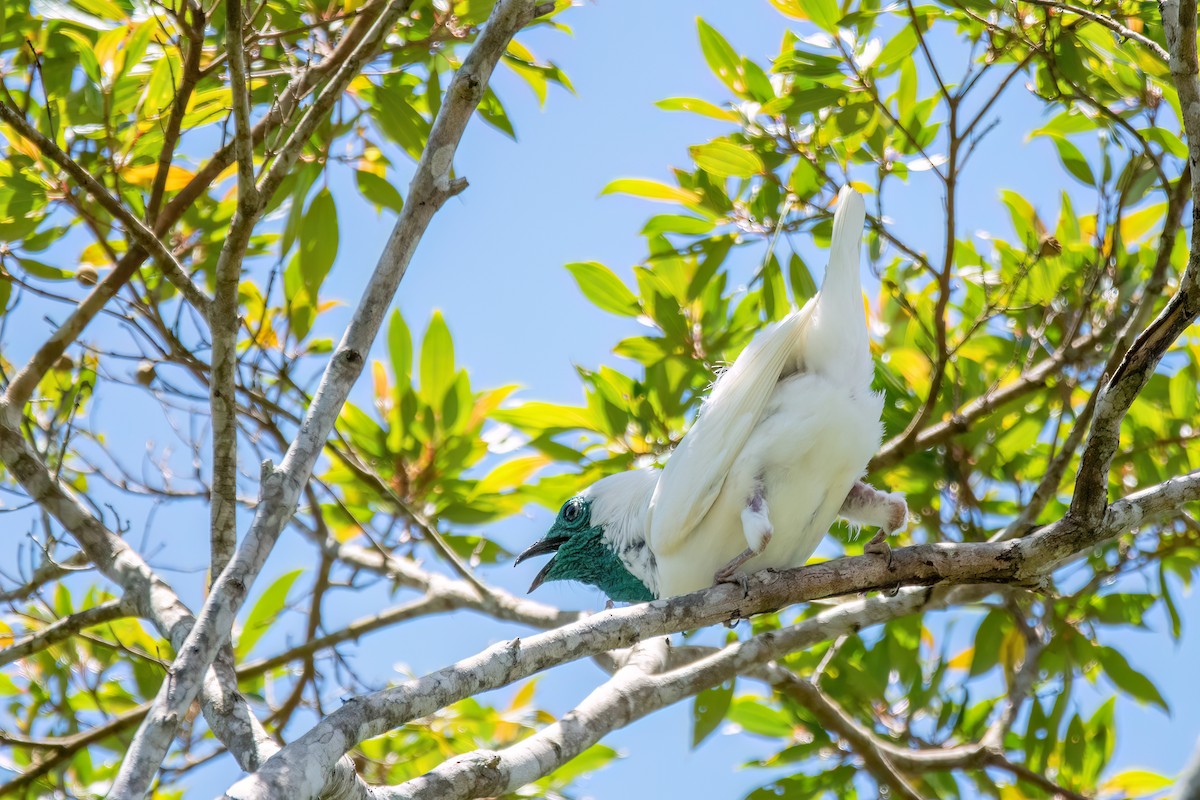 Bare-throated Bellbird - ML646369484