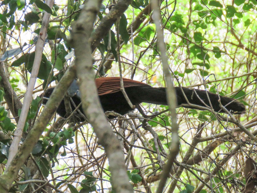 Malagasy Coucal - ML646369485